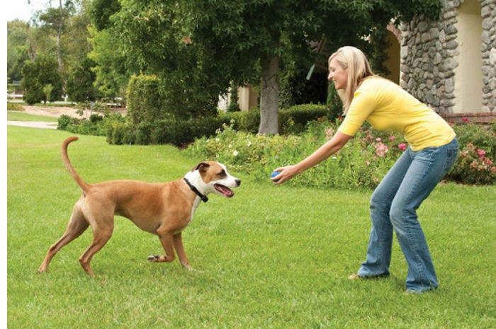 Collier antifugue pour chien